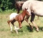 Strawberry Flower ( z: C Strawberry Sundi )
