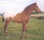 CF Bonnie Go RSP ( z: Red Sand Bonnie )